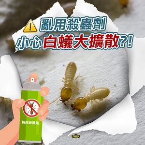 家裡 白蟻|家裡有白蟻，千萬別做這四件事！小心讓問題更嚴重！